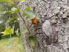 Anisota pellucida