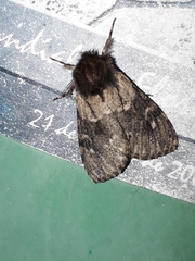 Ocneria atlantica