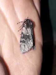 Ocneria atlantica