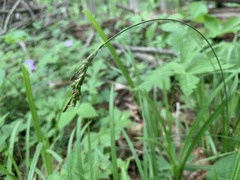 Carex hirtifolia
