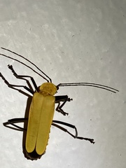 Chauliognathus sulphureus