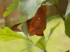 Anisota pellucida