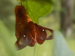Anisota pellucida