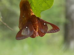 Anisota pellucida