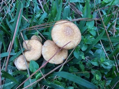 Desarmillaria caespitosa