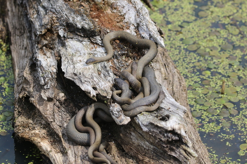Common Watersnake photographed in Ohio