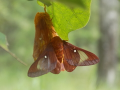 Anisota pellucida