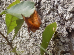 Anisota pellucida