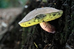 Boletus loyita