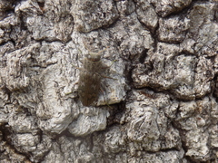 Chrysobothris femorata