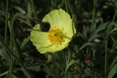 Papaver chakassicum