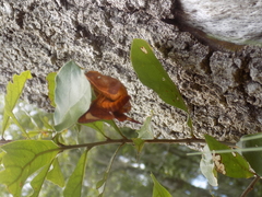 Anisota pellucida