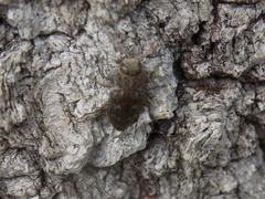 Chrysobothris femorata