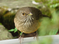 Turdus rufiventris