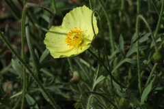 Papaver chakassicum
