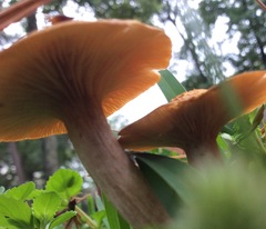 Desarmillaria caespitosa