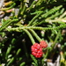 Creeping Strawberry Pine - Photo (c) dracophylla, some rights reserved (CC BY-NC-SA)