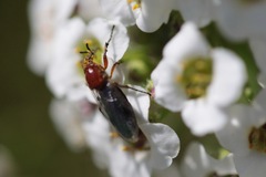 Dilophus occipitalis