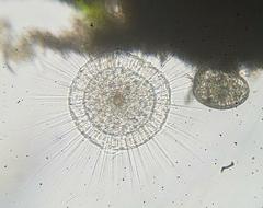 Actinosphaerium eichhornii