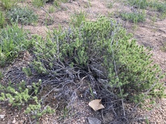 Linanthus caespitosus