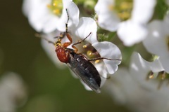 Dilophus occipitalis