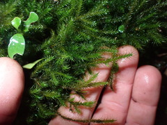 Echinodiopsis hispida