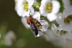 Dilophus occipitalis