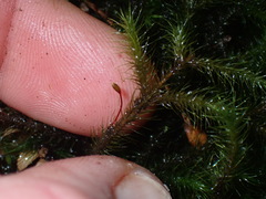 Echinodiopsis hispida