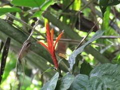 Phaethornis longirostris