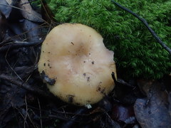 Russula neerimea