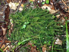 Echinodiopsis hispida