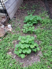 Cucurbita maxima maxima