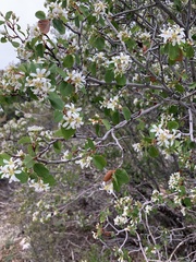Amelanchier utahensis utahensis