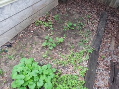 Cucurbita maxima maxima