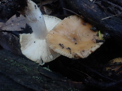 Russula neerimea