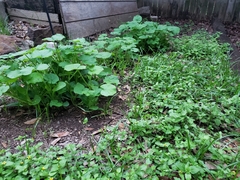 Cucurbita maxima maxima