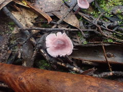 Mycena vinacea