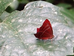 Abisara saturata