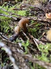 Cudonia monticola