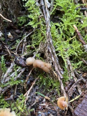Cudonia monticola