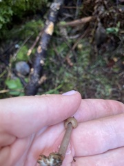 Cudonia monticola