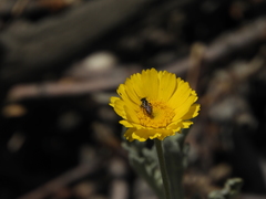 Calliopsis