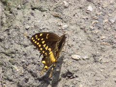 Papilio palamedes