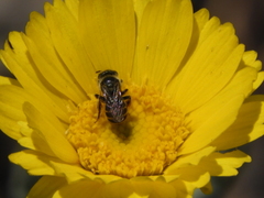 Calliopsis