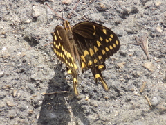 Papilio palamedes
