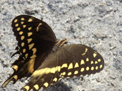Papilio palamedes