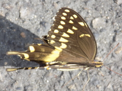Papilio palamedes