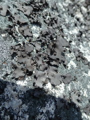 Umbilicaria polyphylla