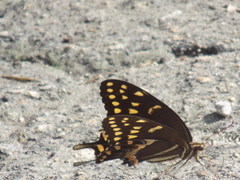 Papilio palamedes