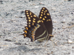 Papilio palamedes